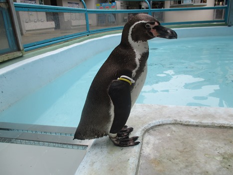 ペンギン1羽出園の写真