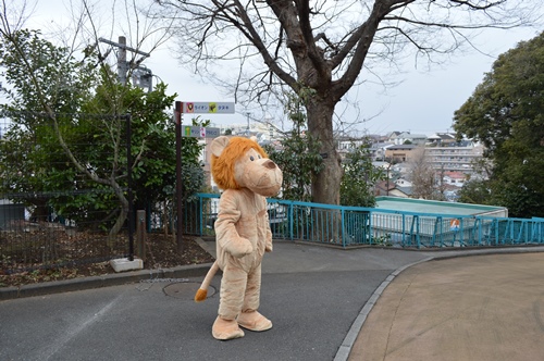 らいおんくん あらわる 動物トピックス 野毛山動物園公式サイト 公益財団法人 横浜市緑の協会
