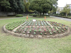 秋の花植えの写真
