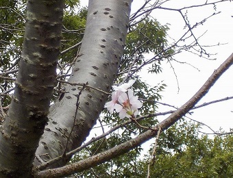 ドングリと桜の写真