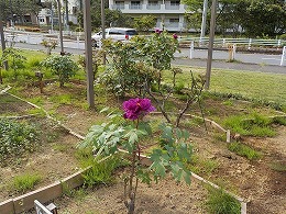 ボタンの花の写真