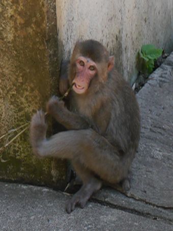 /upload/zoorasia/nihonnzaru/1.jpg