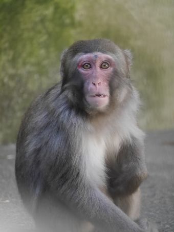 /upload/zoorasia/nihonnzaru/10.jpg
