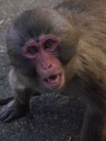/upload/zoorasia/nihonnzaru/12.jpg