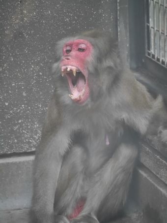 /upload/zoorasia/nihonnzaru/3.jpg