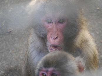 /upload/zoorasia/nihonnzaru/9.jpg