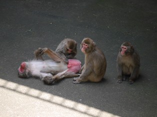 休園日のニホンザルの写真