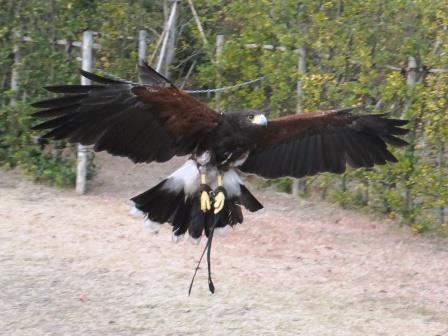 頑張る園長!!の写真