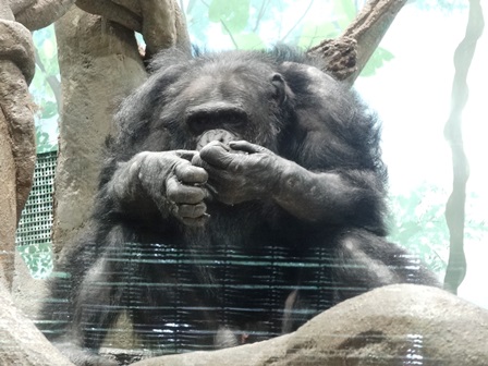 カズヤと子供 その1の写真