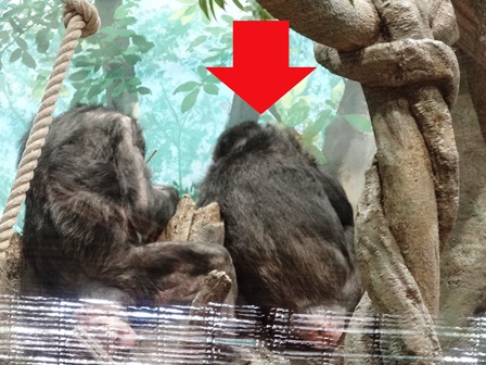サチコだっての写真