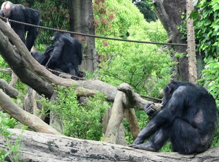 A アルファ オスは大変 チンパンジーの森日記 よこはま動物園ズーラシア公式サイト 公益財団法人 横浜市緑の協会