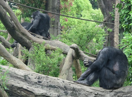 A アルファ オスは大変 チンパンジーの森日記 よこはま動物園ズーラシア公式サイト 公益財団法人 横浜市緑の協会