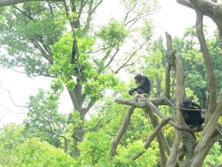 良い陽気のチンパンジーはの写真