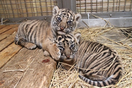 トラの子情報 4 すまとらとらブログ よこはま動物園ズーラシア公式サイト 公益財団法人 横浜市緑の協会