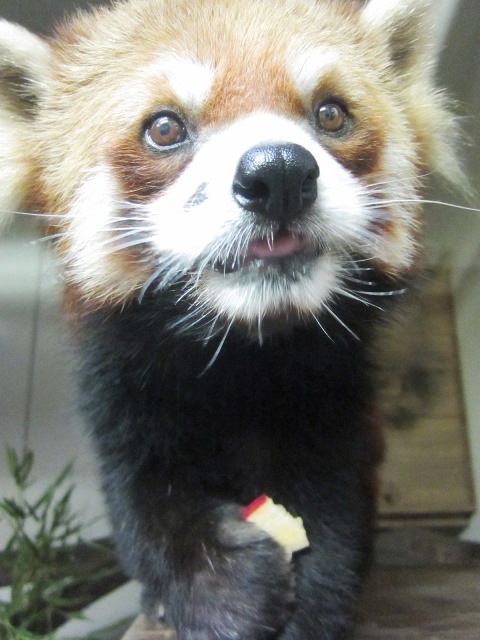 ごめんなさい 飼育日誌 よこはま動物園ズーラシア公式サイト 公益財団法人 横浜市緑の協会