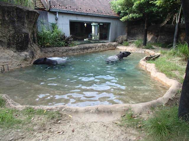 2頭で水浴び1 2頭で水浴び1