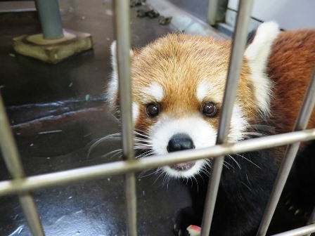 春のほっこりしたお話。の写真