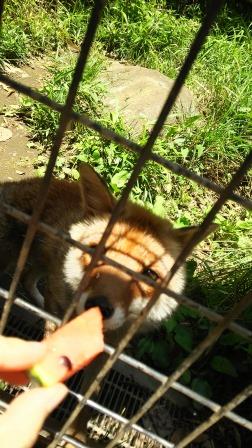 夏のおすそ分け。の写真