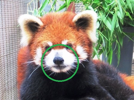 レッサーパンダに富士山が!?の写真