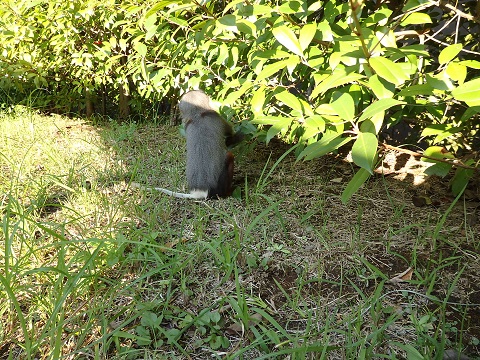 お散歩日和の写真