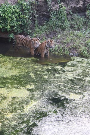 モートを綺麗にしました V すまとらとらブログ よこはま動物園ズーラシア公式サイト 公益財団法人 横浜市緑の協会