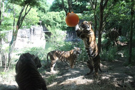 ナイトズーラシア始まりました！の写真その２