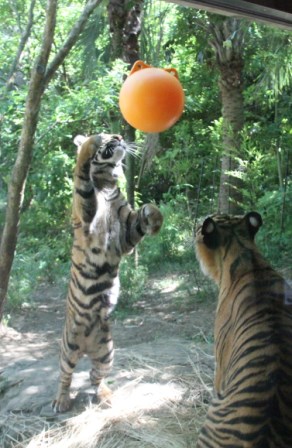 ナイトズーラシア始まりました！の写真その３