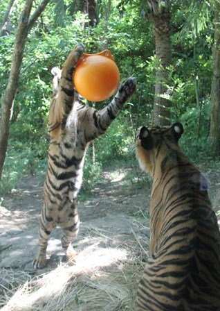 ナイトズーラシア始まりました！の写真その４