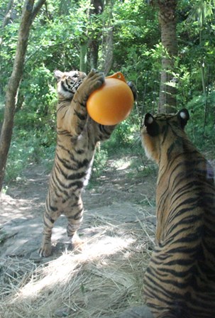 ナイトズーラシア始まりました！の写真その５