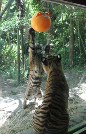 ナイトズーラシア始まりました！の写真その7