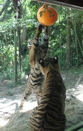 ナイトズーラシア始まりました！の写真その8