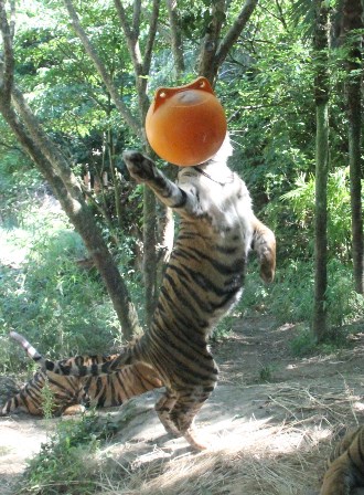 ナイトズーラシア始まりました！の写真その10