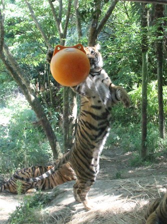 ナイトズーラシア始まりました！の写真その11