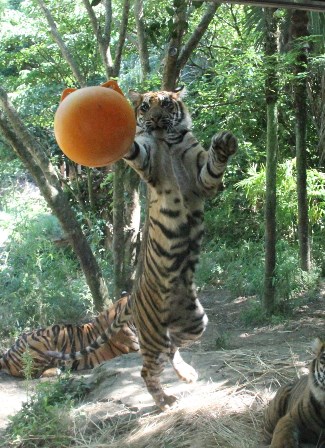 ナイトズーラシア始まりました！の写真その12