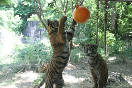 ナイトズーラシア始まりました！の写真その14