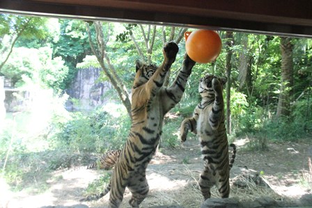 ナイトズーラシア始まりました！の写真その15