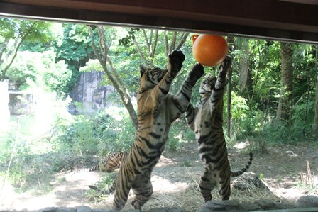 ナイトズーラシア始まりました！の写真その16