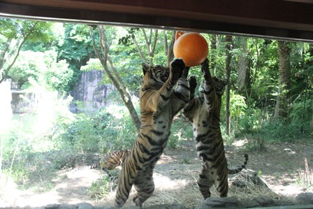 ナイトズーラシア始まりました！の写真その17