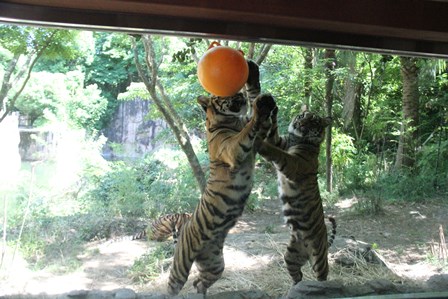 ナイトズーラシア始まりました！の写真その18