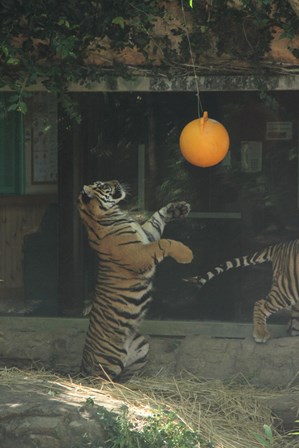 ナイトズーラシア始まりました！の写真その19