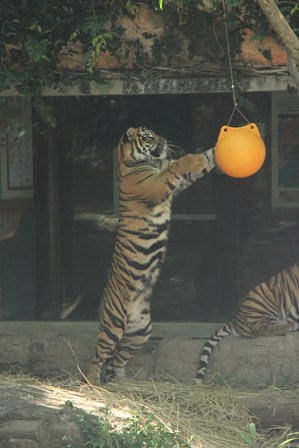 ナイトズーラシア始まりました！の写真その20