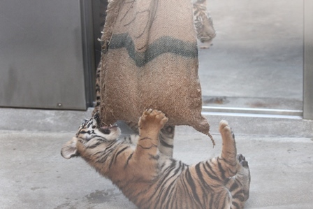 遊具の運命は!?の写真
