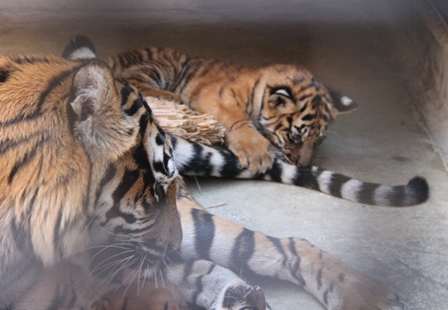 尻尾大好き すまとらとらブログ よこはま動物園ズーラシア公式サイト 公益財団法人 横浜市緑の協会