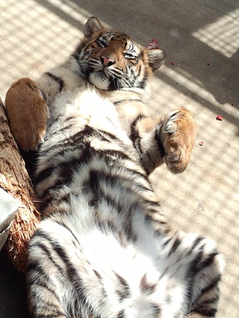 祝 すまとらとらブログ よこはま動物園ズーラシア公式サイト 公益財団法人 横浜市緑の協会 祝 すまとらとらブログ よこはま動物園ズーラシア公式サイト 公益財団法人 横浜市緑の協会