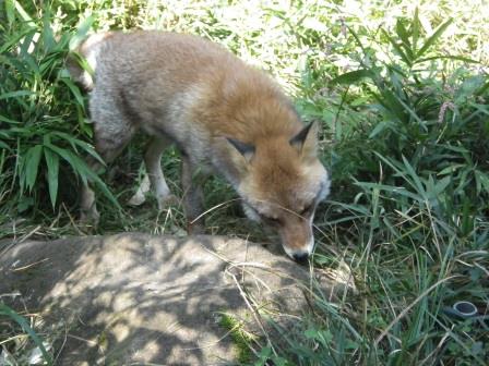 秋の味覚 再び！の写真2