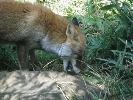 秋の味覚 再び！の写真3