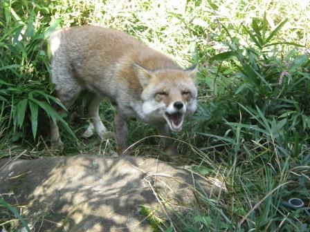 秋の味覚 再び！の写真4