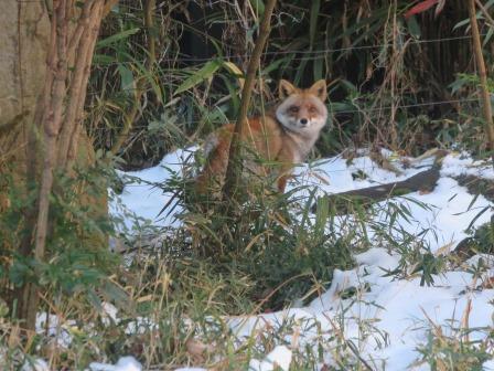 コウシロウの初雪の写真