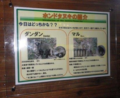 どっちのタヌキでSHOW!の写真