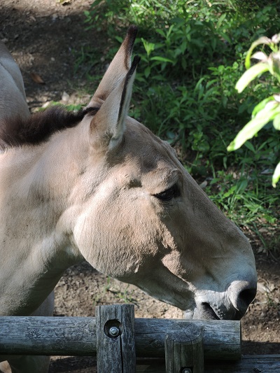 もう このロバ エピソード1 飼育日誌 よこはま動物園ズーラシア公式サイト 公益財団法人 横浜市緑の協会